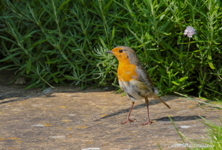 ROBIN - JUVENILE (Erithacus rubecula)